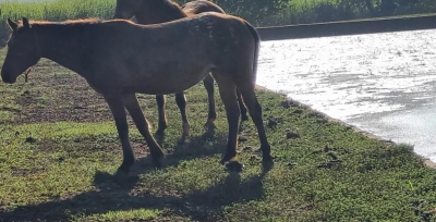 TCE realiza fiscalização surpresa e encontra gado, cavalos e até jacaré em estação de tratamento de esgoto de cidade da região 