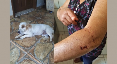 Para salvar cachorrinho, idosa sofre ataque de cão da raça Pit Bull em Ourinhos 