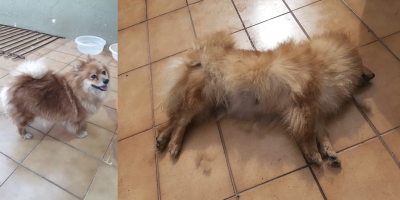 Estudante de medicina veterinária acredita que barulho de fogos causou morte de cadela em Ourinhos