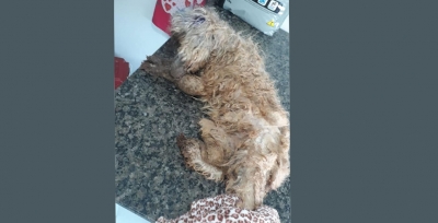 Cão é resgatado e mulher é a 1ª presa pela nova lei que pune maus-tratos de cães e gatos na região