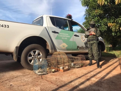 Polícia Ambiental apreende pássaros silvestres em Ourinhos 