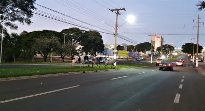 Boiada em plena avenida assusta motoristas em Ourinhos