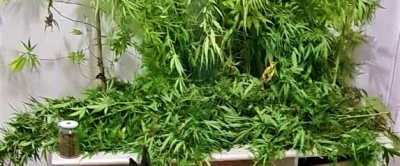 Polícia Militar localiza pés e potes com maconha pronta em casa de secretária de Meio Ambiente da região 