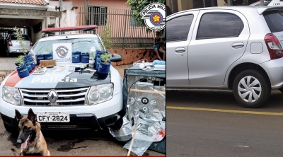 Casal é preso com plantação de maconha em casa na Boa Esperança em Ourinhos 