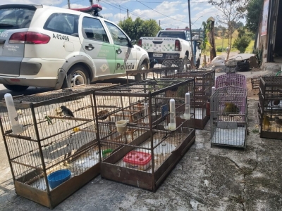 Polícia Ambiental flagra captura de 28 pássaros silvestres e multa em R$15.000,00 infrator na região