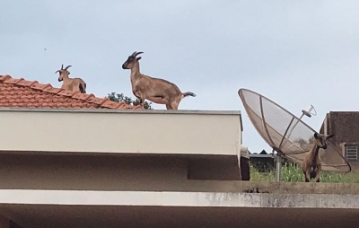 Cabras sobem em telhado e chamam atenção de moradores em Santa Cruz do Rio Pardo
