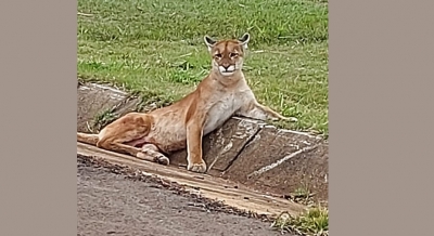 Onça-parda é resgatada após atropelamento na Rodovia Raposo Tavares