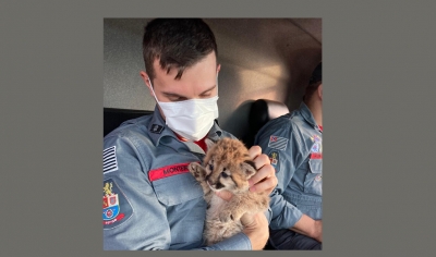 Filhote de onça-parda é resgatado com sinais de desidratação em canavial em Ipaussu