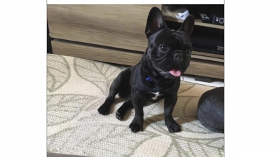 Mulher registra furto do seu cachorro em Ourinhos 