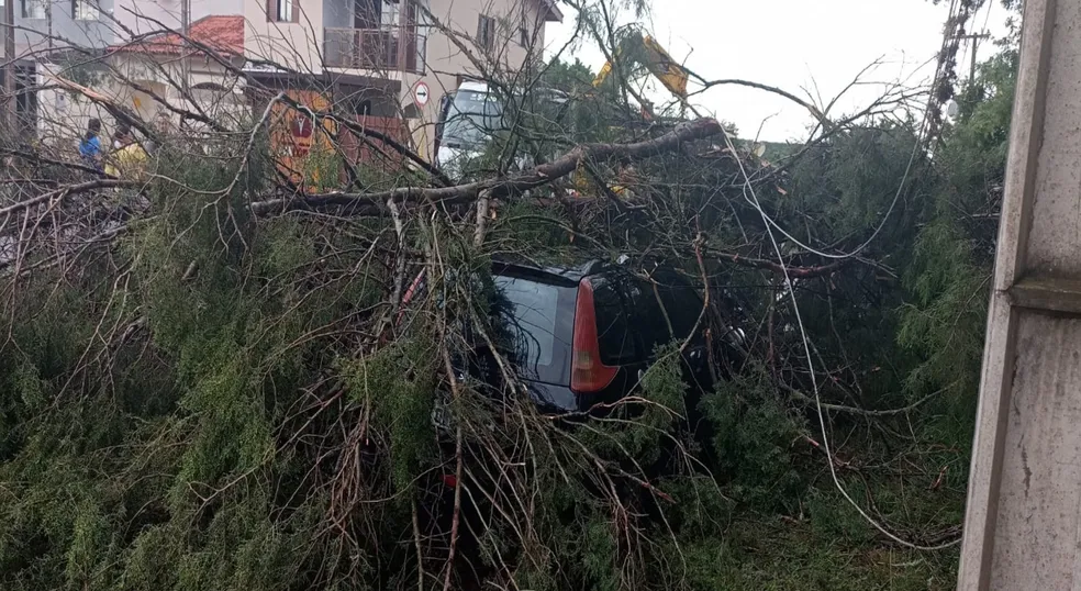 Tempestade provoca interdição de rua e queda de árvores em cidade da região