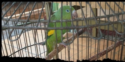 Polícia Ambiental apreende pássaros e autua infrator em R$7 mil em Chavantes 