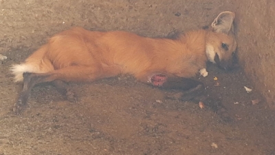 Lobo-guará é encontrado ferido em cima de colchão em fazenda na região 