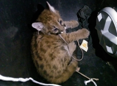 Filhote de onça parda vai parar dentro de máquina de lavar na região