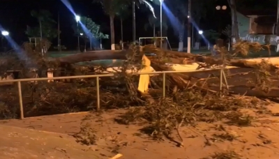 Adolescente morre depois de ser atingido por galho de árvore na Região 