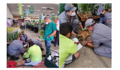 Veado invade supermercado na região e é capturado após escorregar no piso; vídeo