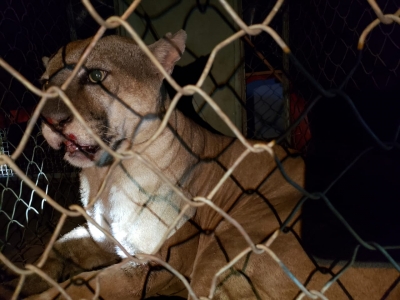 Bombeiros de Ourinhos capturam onça parda em Chavantes; Veja o vídeo