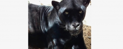 Onça-preta do Zoológico de Bauru morre aos 22 anos