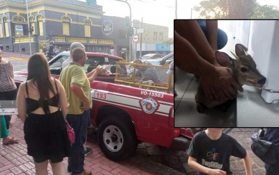 Cervo assusta ao invadir loja no centro de Piraju