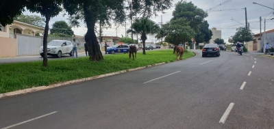 Cavalos soltos em avenida mobilizam Corpo de Bombeiros, Meio Ambiente e Guarda Municipal em Ourinhos