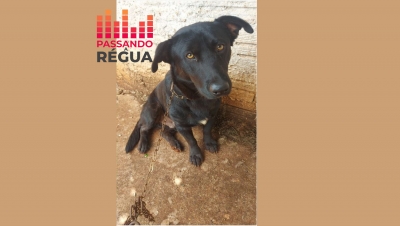 Mulher é presa por maus-tratos a animais em Santa Cruz do Rio Pardo