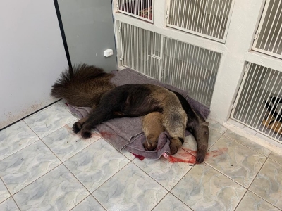 Morador resgata tamanduá-bandeira atropelado em rodovia na região 