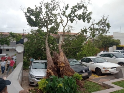 Árvores caem em estacionamento de Santa Casa e igreja após forte ventania na região 
