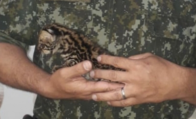 Polícia Ambiental resgata filhote de jaguatirica em propriedade rural na região