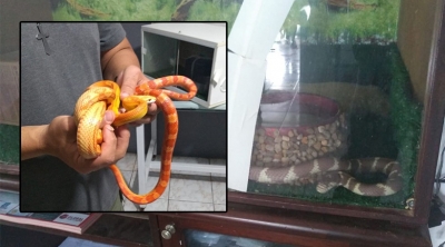 Polícia Ambiental apreende três cobras dos EUA mantidas em cativeiro na região