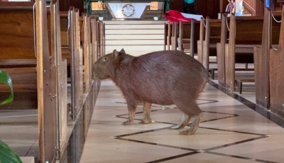 Capivara invade igreja e assusta fiéis em Ibirarema 