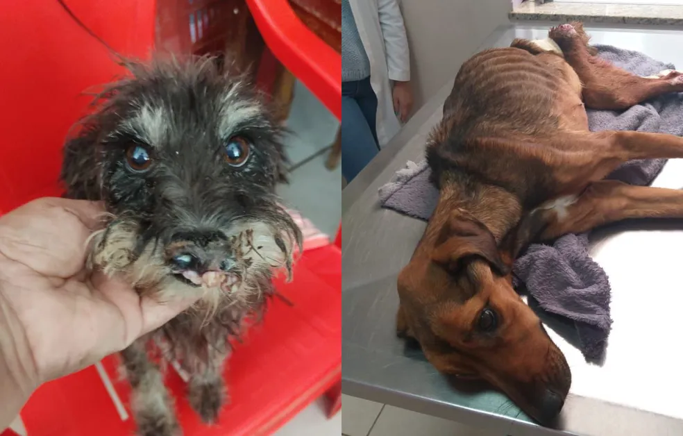 Animais são encontrados em situação de maus-tratos em imóvel precário e cercado de lixo na região 