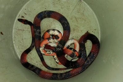 Bombeiros resgatam duas cobras perto de carro na região