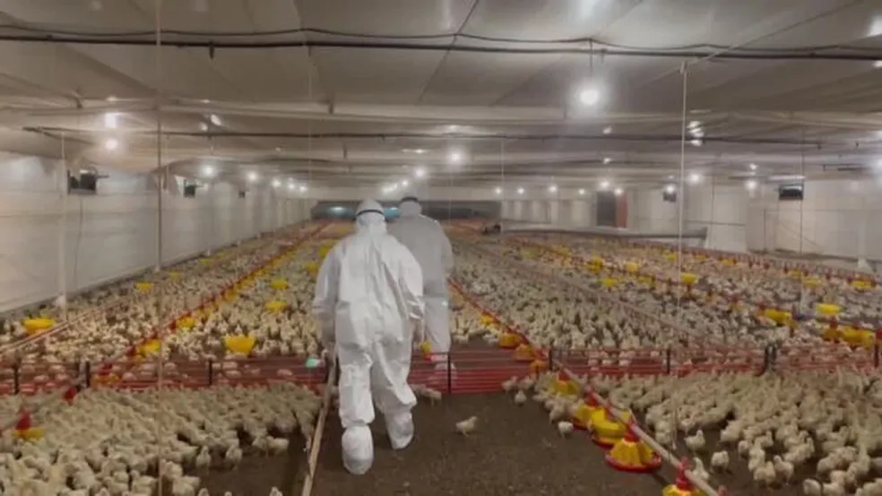 Gripe aviária leva o Paraná a decretar emergência zoossanitária