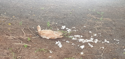 Ganso morre em Ourinhos e veterinárias da prefeitura encontram perfurações que indicam disparos de arma 