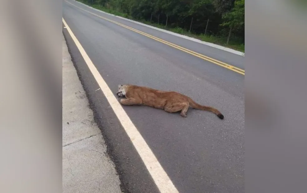 Onça-parda morre atropelada por caminhão carregado com toras de madeira em vicinal de acesso à Rodovia Raposo Tavares 