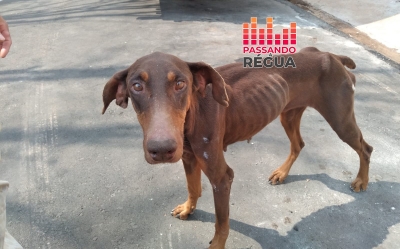 Homem é preso por maus-tratos a animais e cão é resgatado com desnutrição extrema em Ourinhos 