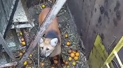 Lobo-guará cai em fosso de área de cultivo de laranjas e é resgatado por bombeiros na região