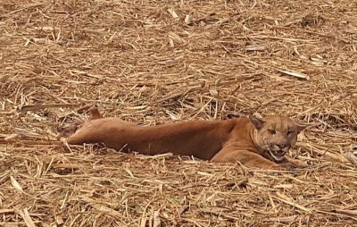 Onça parda é capturada às margens de rodovia na região 
