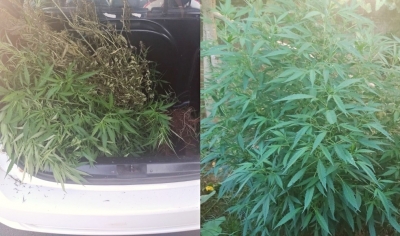 Jovem é preso por cultivar pés de maconha na região 