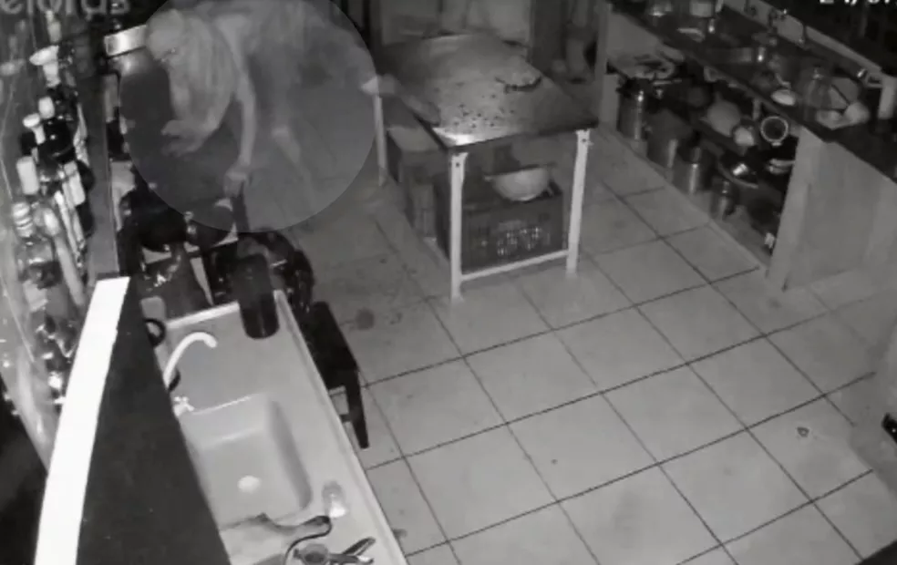 Ladrão quebra telhado de lanchonete para furtar bebidas na região; vídeo